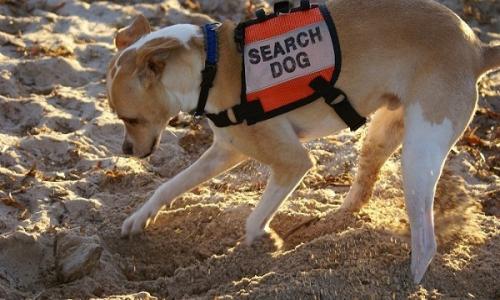 الكلاب تكشف جثة أمين شرطة مدفونة بصحراء أكتوبر منذ أيام
