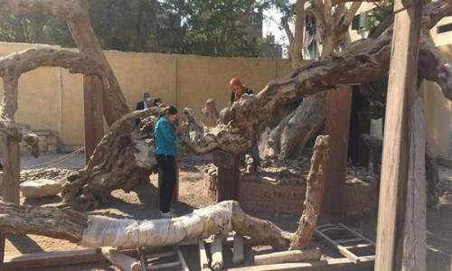 بدء أعمال الصيانة والترميم الدورية في شجرة مريم