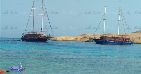 البيئة بعد حادث القرش المفترس: تصرف غير مقصود من البشر أو القروش البيئة بعد حادث القرش المفترس: تصرف غير مقصود من البشر أو القروش
