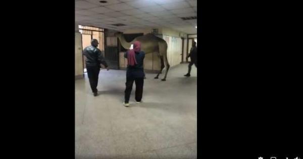 "الصحة": فتح تحقيق في واقعة اقتحام جمل مستشفى أوسيم
