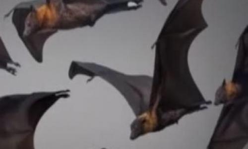 مصر والخفافيش.. فيروس وظهور في 3 محافظات مصر والخفافيش.. فيروس وظهور في 3 محافظات