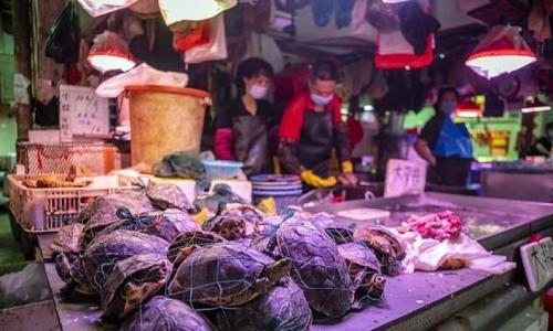 الصين تكشف انتشارا كثيفا لكورونا في مأكولات بحرية ولحوم بسوق في بكين الصين تكشف انتشارا كثيفا لكورونا في مأكولات بحرية ولحوم بسوق في بكين