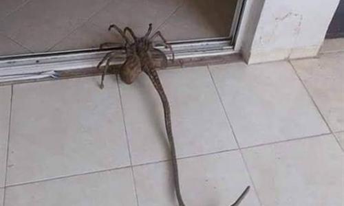 حقيقة عقرب الإسكندرية السام و طبيعة ظهوره .. تفاصيل حقيقة عقرب الإسكندرية السام و طبيعة ظهوره .. تفاصيل