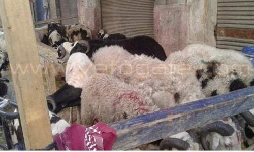 3 آلاف جنيه غرامة إقامة شوادر الأضاحي في شوارع وميادين الجيزة 3 آلاف جنيه غرامة إقامة شوادر الأضاحي في شوارع وميادين الجيزة