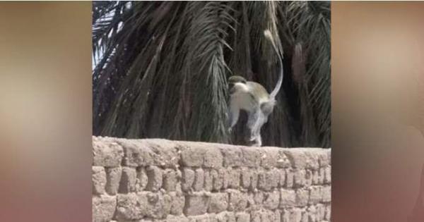 تداول صور لـ تداول صور لـ