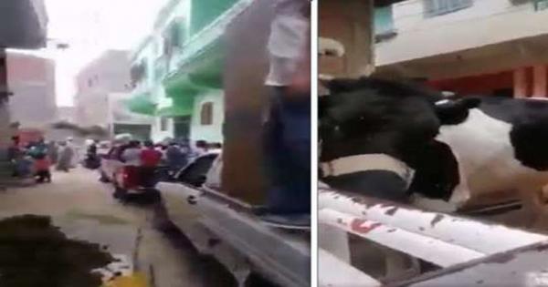 لأول مرة بمصر.. بقرة في عفش عروسة بالشرقية