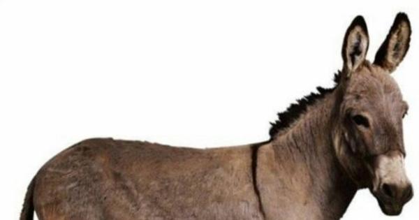 عرض حمار للبيع على موقع عالمي بـ400 ألف دولار.. ومصريون: الحواوشي بكام؟