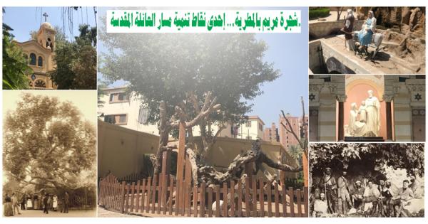 شجرة مريم بالمطرية.. إحدى نقاط التنمية على مسار العائلة المقدسة