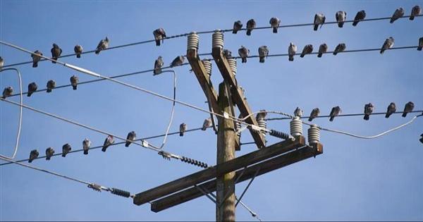ليست كائنات خارقة.. لماذا لا تُصعق الطيور عندما تقف على أسلاك الكهرباء؟