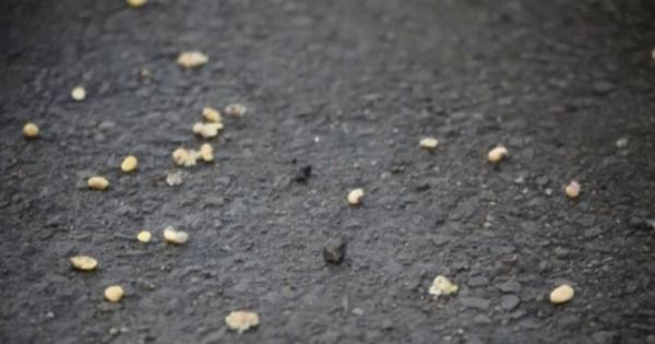 أمطار محملة بـ«حبوب فول الصويا» وهدايا للمتضررين.. ماذا يحدث في كندا؟