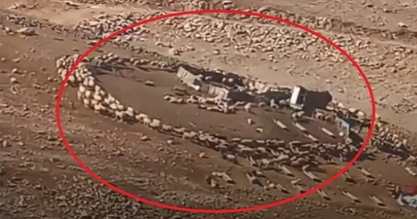 بعد ظاهرة الأغنام المريبة.. خبراء يكشفون سبب دورانها!