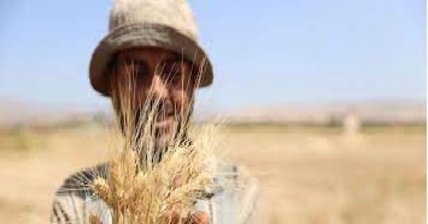 "أزمة جديدة تواجه فقراء آسيا وأفريقيا" ..الهند تحظر تصدير القمح للخارج بأثر فوري