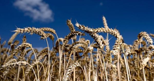 المجاعة تهدد العالم .. حالة استنفار بسبب ارتفاع أسعار القمح "المخيفة" ودول تحظر بيع محصولها!