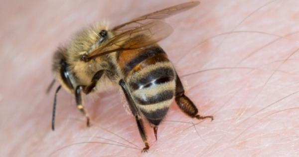 هل لدغة النحلة مميتة وما علاقتها بالحساسية؟.. أستاذ علاج السموم يجيب