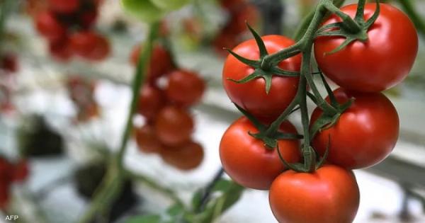 بشرى سارة للنباتيين.. الطماطم المعدلة وراثيا تعوض ما ينقصكم