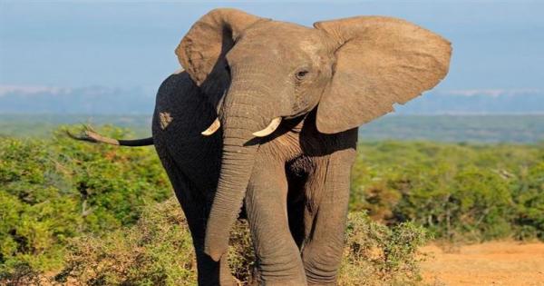 فيل يقتل امرأة ويعود في جنازتها ليدهس جثتها.. ما سبب انتقام الحيوانات؟