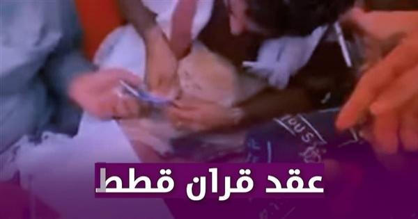 على يد مأذون وشهود.. حفل زواج قط وقطة يثير جدلًا واسعًا باليمن - فيديوجراف