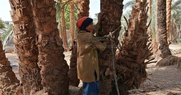 فتاة لا تعرف المستحيل.. يوميات "قوت القلوب" وسط النخيل والقبور من أجل لقمة العيش | صور