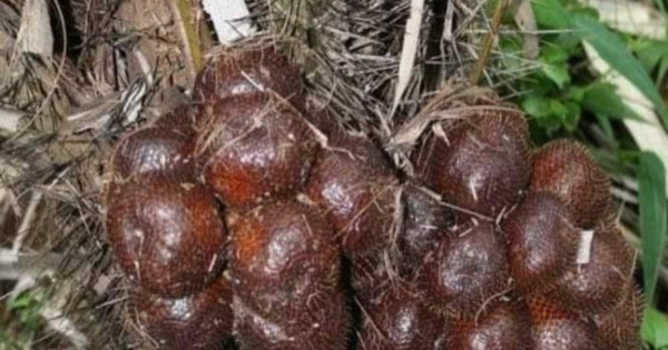 «فاكهة الثعبان».. مذاقها مزيج من الزهور والفواكه والكيلو بـ800 جنيه