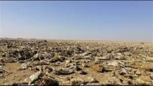بكام يباع جلد الحمار للصين؟ غرفة الدباغة تكشف مفاجأة عن السعر (فيديو)