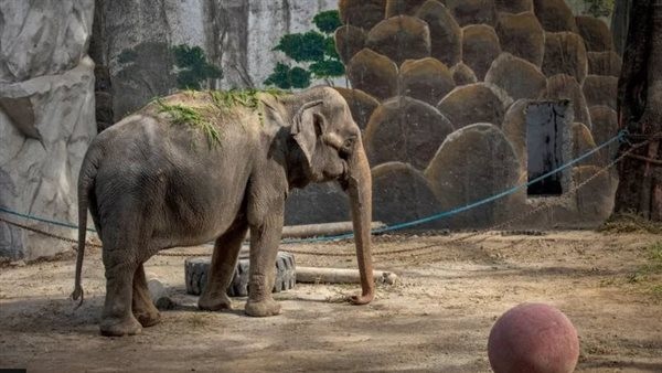 بسبب حياتها بمفردها 40 عاما.. نفوق مؤثر لأتعس أنثى فيل في العالم