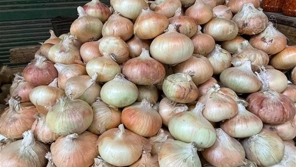 بـ 46 جنيهًا، ارتفاع أسعار البصل في الأسواق، وخبراء: الأزمة مستمرة لـ مارس 2024 ومطالب بتطبيق سعر استرشادي