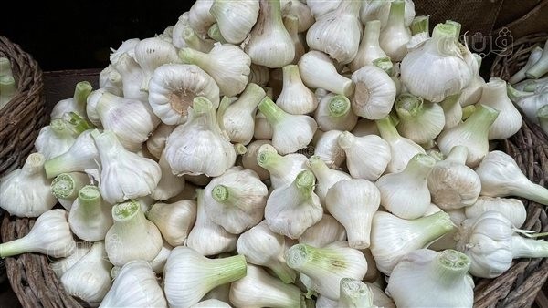 البلدي بـ 80 جنيهًا، ارتفاع كبير في أسعار الثوم بالأسواق وهذه بدائله