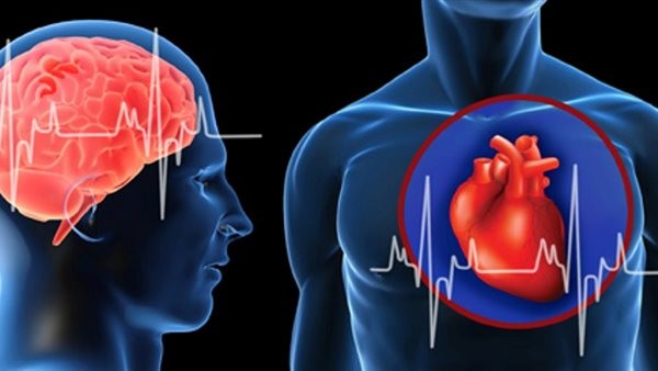 في دراسة جديدة.. الكشف عن علاقة ملحوظة بين قلب الإنسان ودماغه