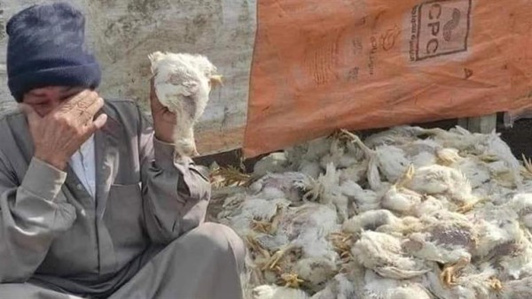 حقيقة نفوق 6 آلاف دجاجة بعد تناولها أعلاف مجهولة بأسيوط