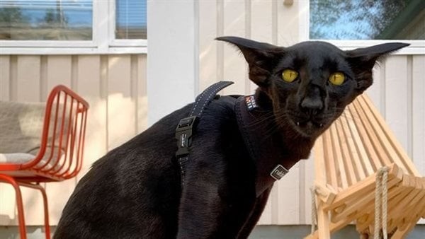 A surprise about a strange-looking cat in Finland.. similar to bats and tigers | Pictures