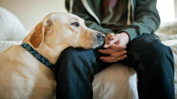 Why Dogs Sniff Humans Private Parts?