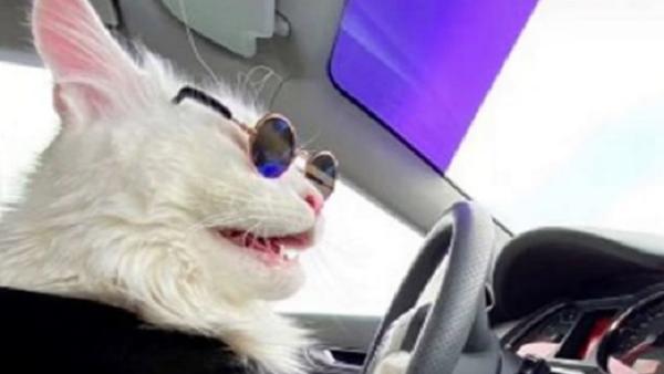 Driving a car.. The size of the largest cat in the world is surprising