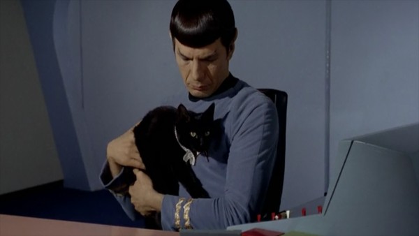 The Purr-fect Watchlist: The Greatest TV Shows About Cats