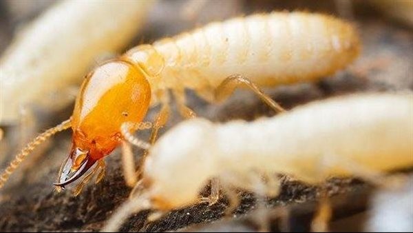 حشرة خطيرة تغزو إسرائيل وبيان عاجل من البيئة بغلق النوافذ والأنوار