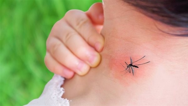 الصحة: جميع حالات الإصابة بحمى الضنك في قنا بسيطة ولا تستدعي الحجز بالمستشفيات