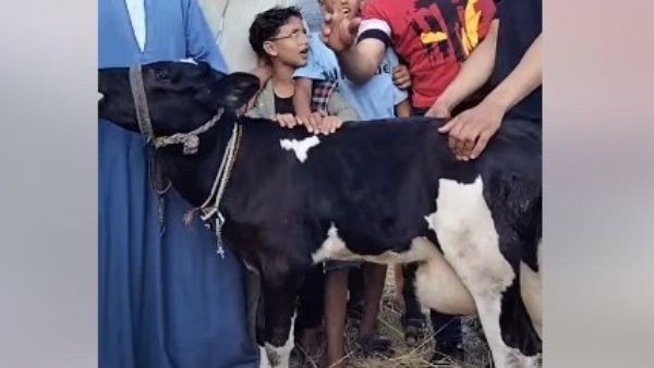 الطب البيطري قال كلمته.. حقيقة "البقرة المعجزة" في البحيرة (فيديو وصور)