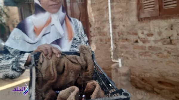 الكيلو بـ 500 جنيه.. ديدان الكمبوست باب رزق لتمكين المرأة المعيلة في قنا