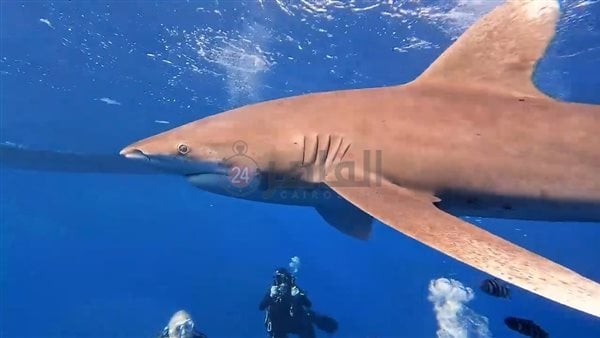 التهم ذراعها بالكامل.. تفاصيل هجوم سمكة قرش على مواطنة بـ شواطئ دهب وقرار عاجل من البيئة