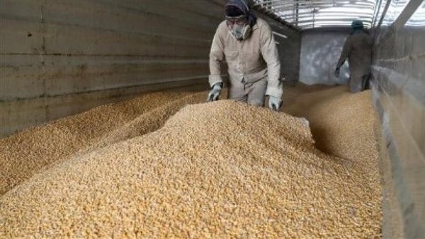بسبب زيادة المحصول، انخفاض أسعار الذرة لأدنى مستوياتها خلال 3 سنوات وهزة في سعر القمح