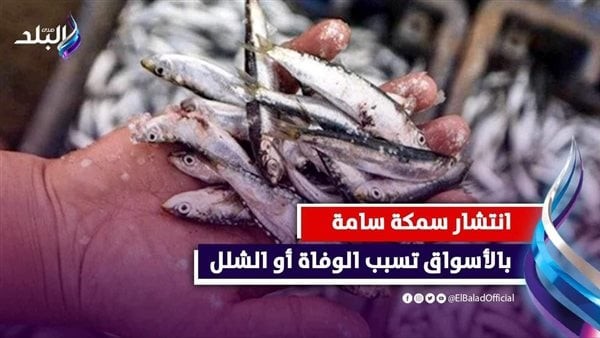 في أسنانها وبجسدها سم.. انتشار نوع غريب من الأسماك يباع مع البساريا