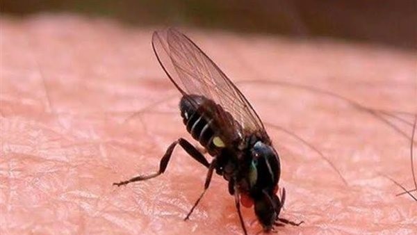 ما هي الذبابة السوداء وما أعراضها وأسبابها؟