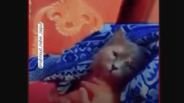 «أمانة ما تكلينا وإحنا ميتين».. طفلة فلسطينية توصي قطتها برسالة عفوية ومؤثرة (فيديو)
