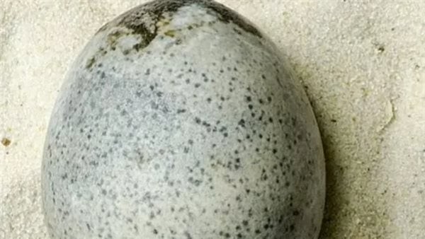 العثور على بيضة نادرة عمرها 1700 عام سليمة، وسبب لا يصدق حافظ على سائل البياض والصفار