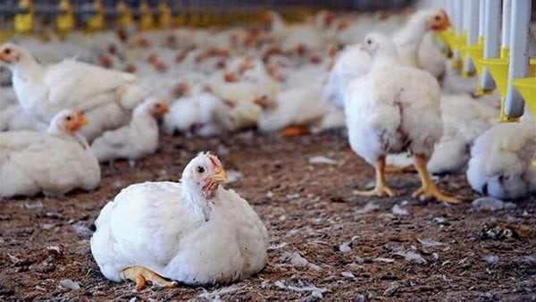 انخفضت 5 جنيهات بالبورصة.. تراجع أسعار الدواجن اليوم الثلاثاء