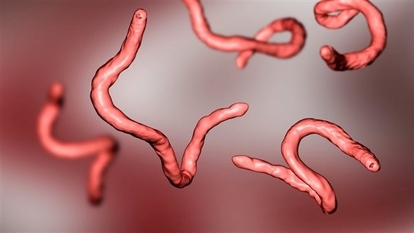أعراض الديدان عند النساء.. حكة مهبلية شديدة