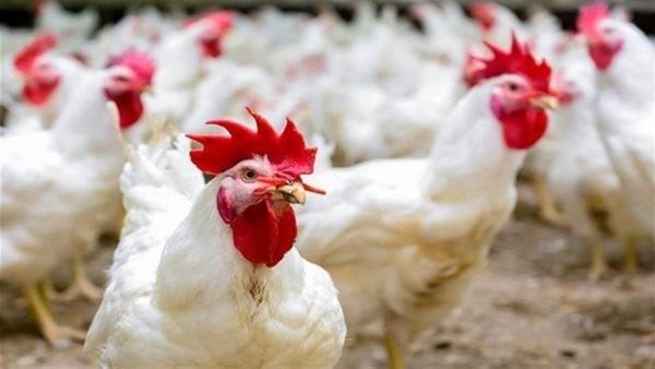 الكيلو بـ 85 جنيها.. أسعار الدواجن تنخفض مع بدء تطبيق مبادرة الـ 15%