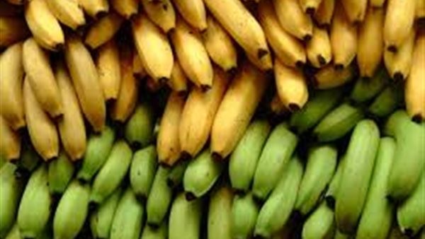 الأخضر أفضل من الأصفر.. خبيرة تفجر مفاجأة بشأن تناول الموز