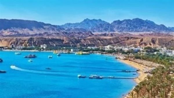 تنتج 17% من إجمالي الإنتاج المحلي.. ما مصير مزارع الزيتون في رأس الحكمة بعد المشروع الاستثماري؟