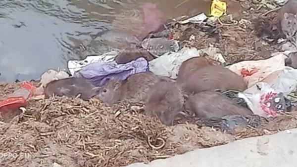 فار متوحش يلتهم طفل علي ترعه بالفيوم