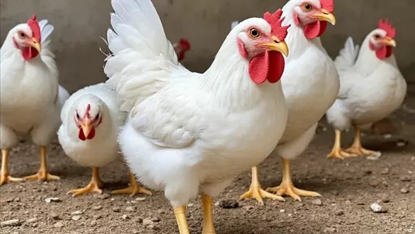 ارتفاع البيضاء وانخفاض البلدي، أسعار الفراخ اليوم السبت بالأسواق